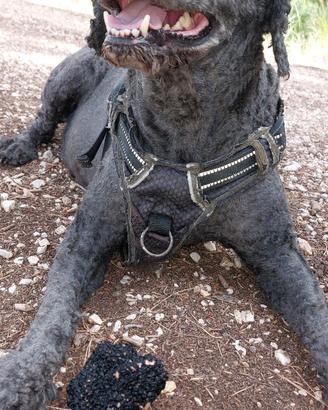 Lagotto Romagnolo maschio per accoppiamento