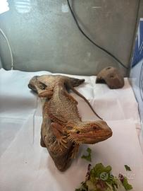 Pogona