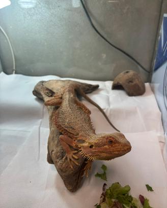 Pogona