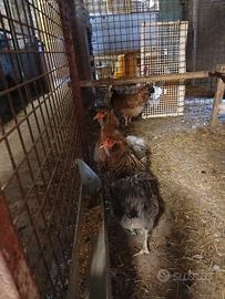 Araucana