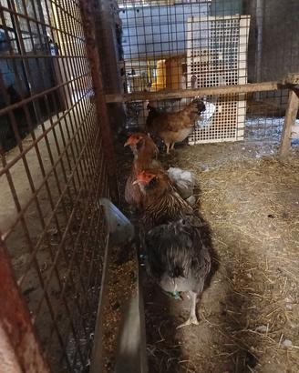 Araucana