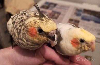 Calopsite allevate a mano