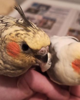 Calopsite allevate a mano