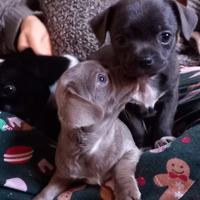 Cuccioli di Chihuahua a pelo corto