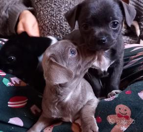 Cuccioli di Chihuahua a pelo corto