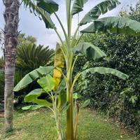 Banani di tutte le misure (Musa basjoo).