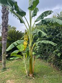 Banani di tutte le misure (Musa basjoo).