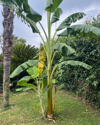 Banani di tutte le misure (Musa basjoo).