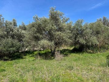 Terreno agricolo Madonie Polizzi Generosa Palermo