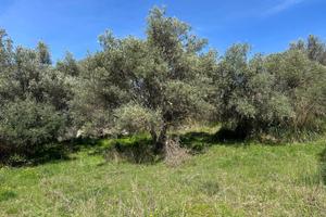 Terreno agricolo Madonie Polizzi Generosa Palermo
