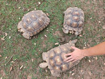  TRIO GEOCHELONE SULCATA