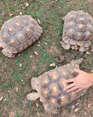  TRIO GEOCHELONE SULCATA