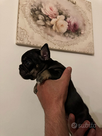 Disponibili cuccioli di bulldog francese