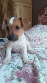 Jack russell 