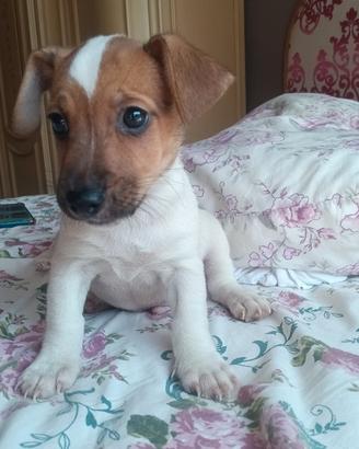 Jack russell 