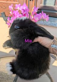 Coniglietti minilop