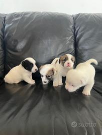 Cuccioli Jack Russell
