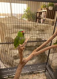 Amazzone disponibile