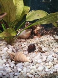 ACQUARIO 20 LT