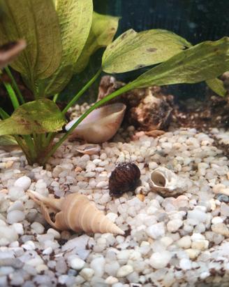 ACQUARIO 20 LT