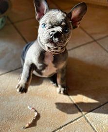 Bulldog francese