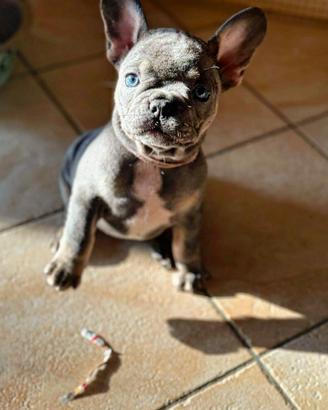 Bulldog francese