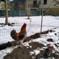 Giovane gallo marans