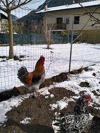 Giovane gallo marans