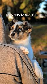 Cuccioloni Pastore Australiano