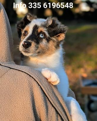 Cuccioloni Pastore Australiano