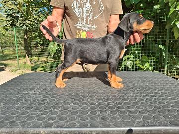 Jagd terrier