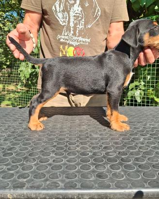 Jagd terrier