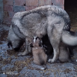 Cuccioli pastore del caucaso