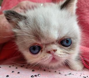 Gatto Persiano e Esotico