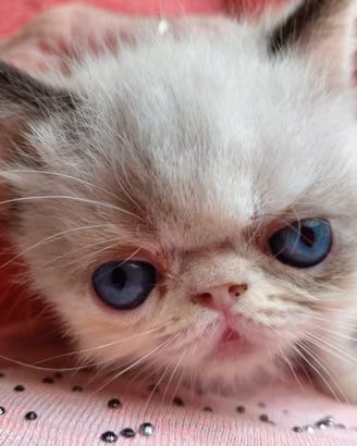 Gatto Persiano e Esotico