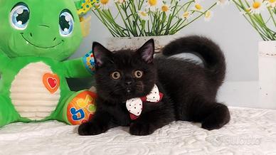 British Shorthair  Nils