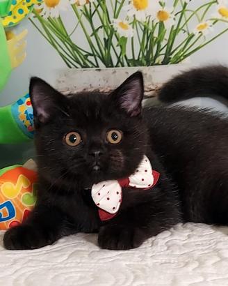 British Shorthair  Nils