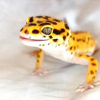 Geco leopardino Tangerine maschio