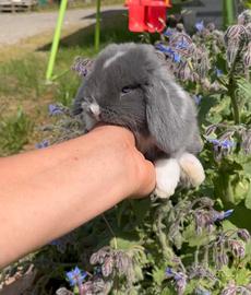 Cuccioli di Coniglio Mini Lop Minilop