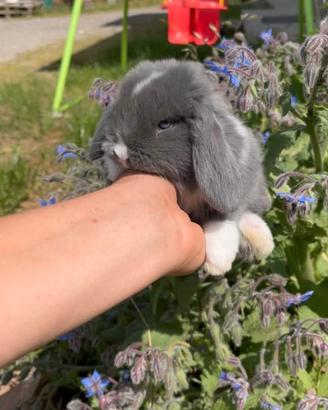 Cuccioli di Coniglio Mini Lop Minilop