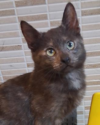 Gattina mix don sphynx (genitori testati)