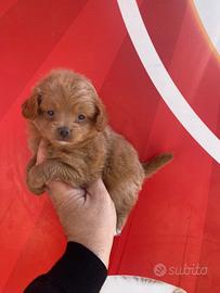 Maltese di Pomerania