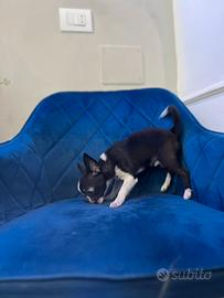 Cucciolo chihuahua mini nero bianco