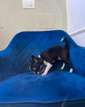 Cucciolo chihuahua mini nero bianco