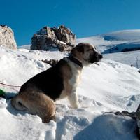 Cuccioli di Pastore dell' Asia Centrale