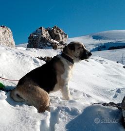 Cuccioli di Pastore dell' Asia Centrale