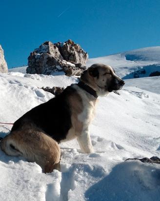 Cuccioli di Pastore dell' Asia Centrale