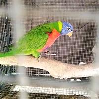 Lori arcobaleno
