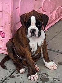 Cucciola Boxer tigrata