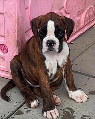 Cucciola Boxer tigrata